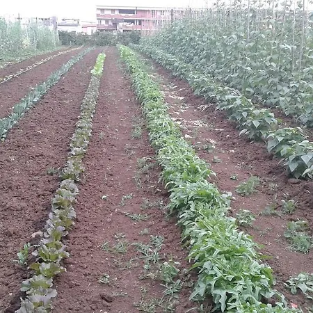 Alloggio per agriturismo Agriturismo L'oca Bianca Cave