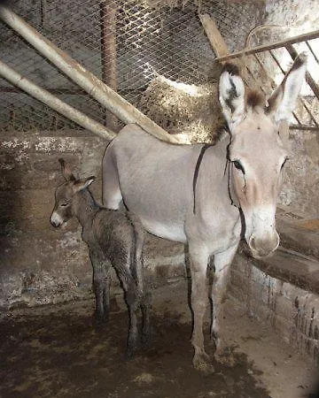 Agriturismo L'oca Bianca Alloggio per agriturismo *